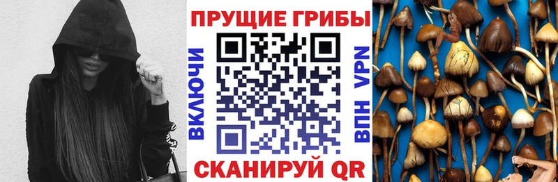 Псилоцибиновые грибы Psilocybe  купить  цена  Плёс 